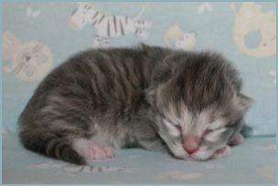 Male Siberian Kitten from Deedlebug Siberians